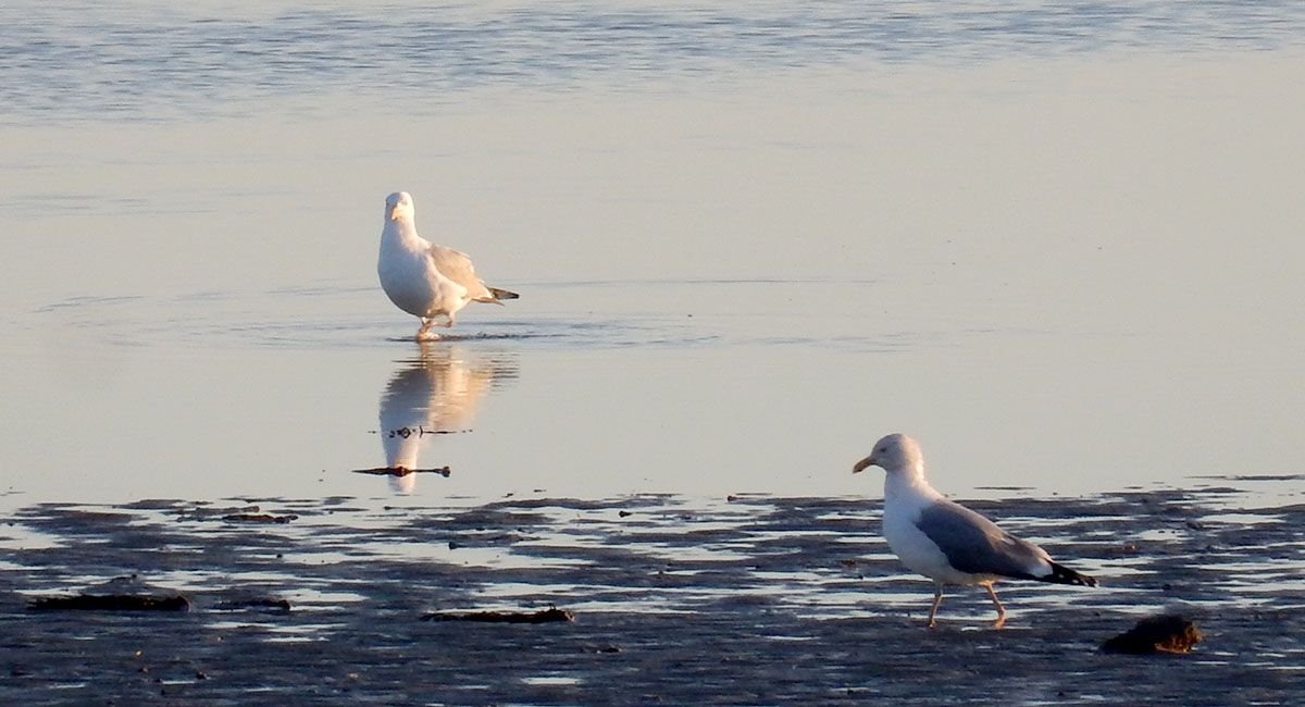 Gulls2.jpg