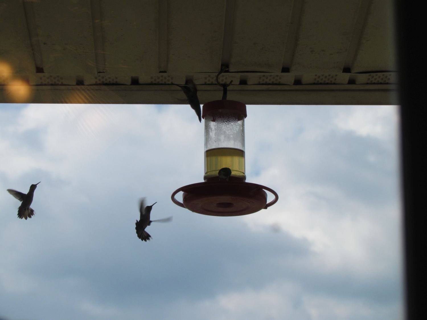 20120919 Nashville, Crescendo and 4Runner 266 - hummingbirds at feeder.jpg