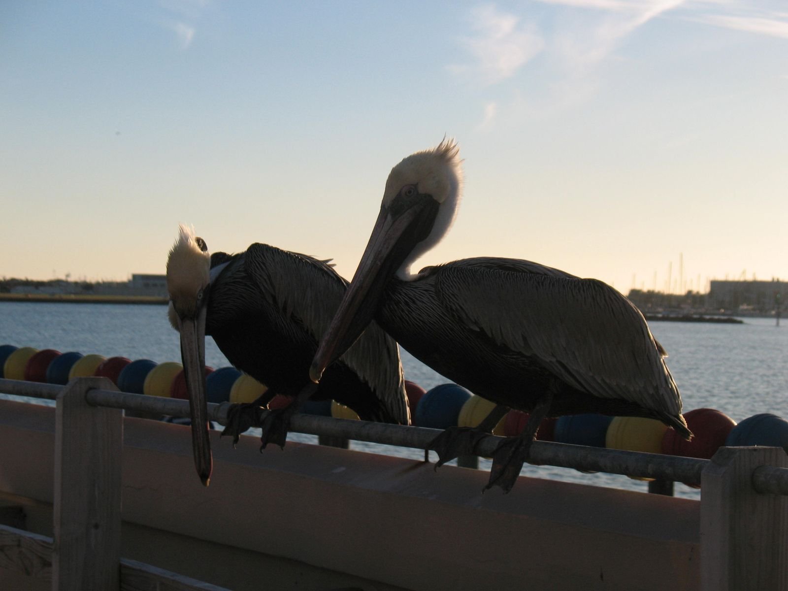 20100120 Pelicans at St Petersburg Pier 333.jpg