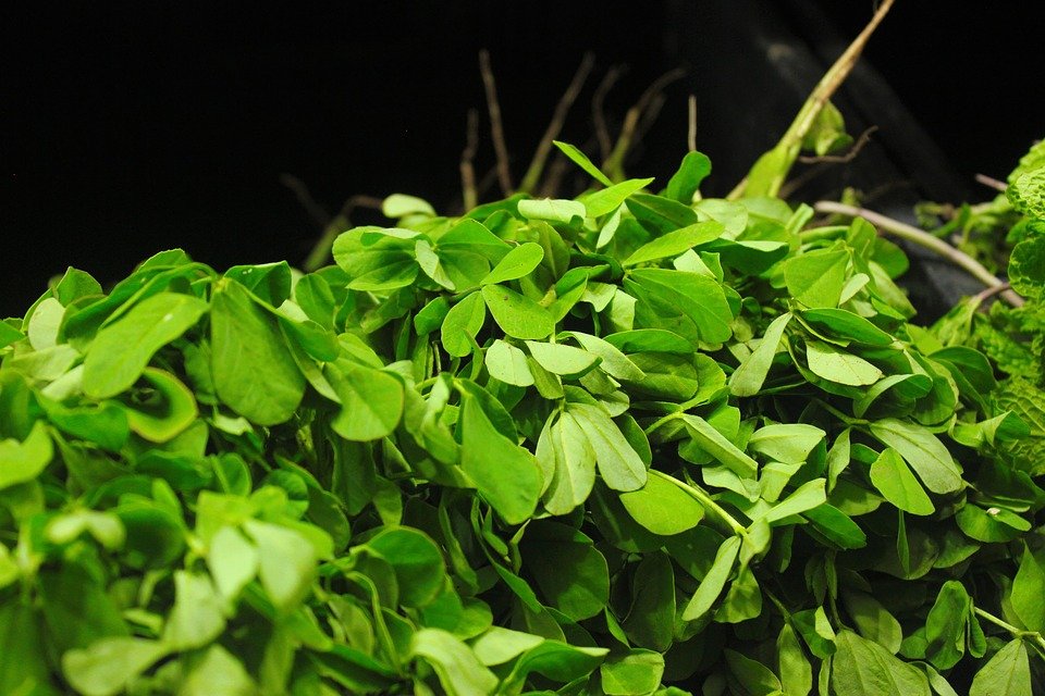 Methi-Fenugreek-Asian-Indian-Fresh-Green-Leaf-2932921.jpg