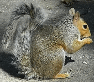 Squirrel 169H.gif