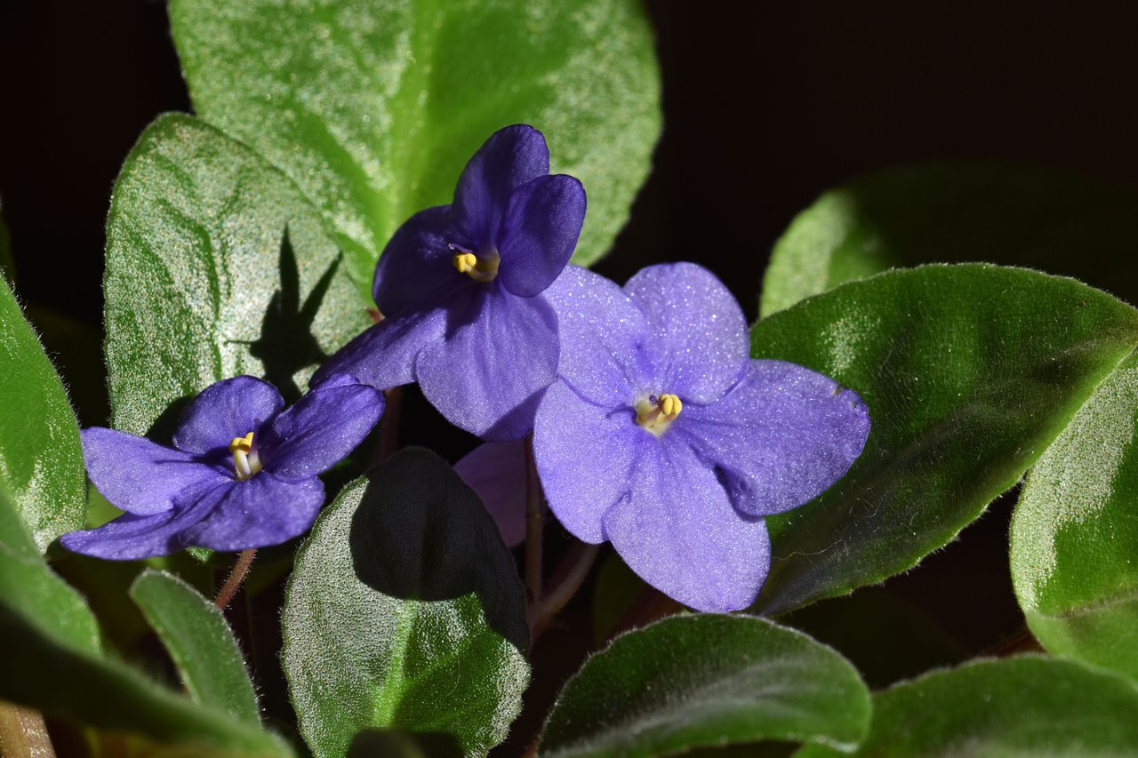 African Violet blue 2.jpg