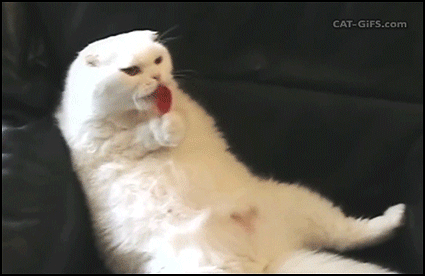 CAT-GIF-Amazing-Cat-holds-and-licks-a-delicious-lollipop-1-2.gif