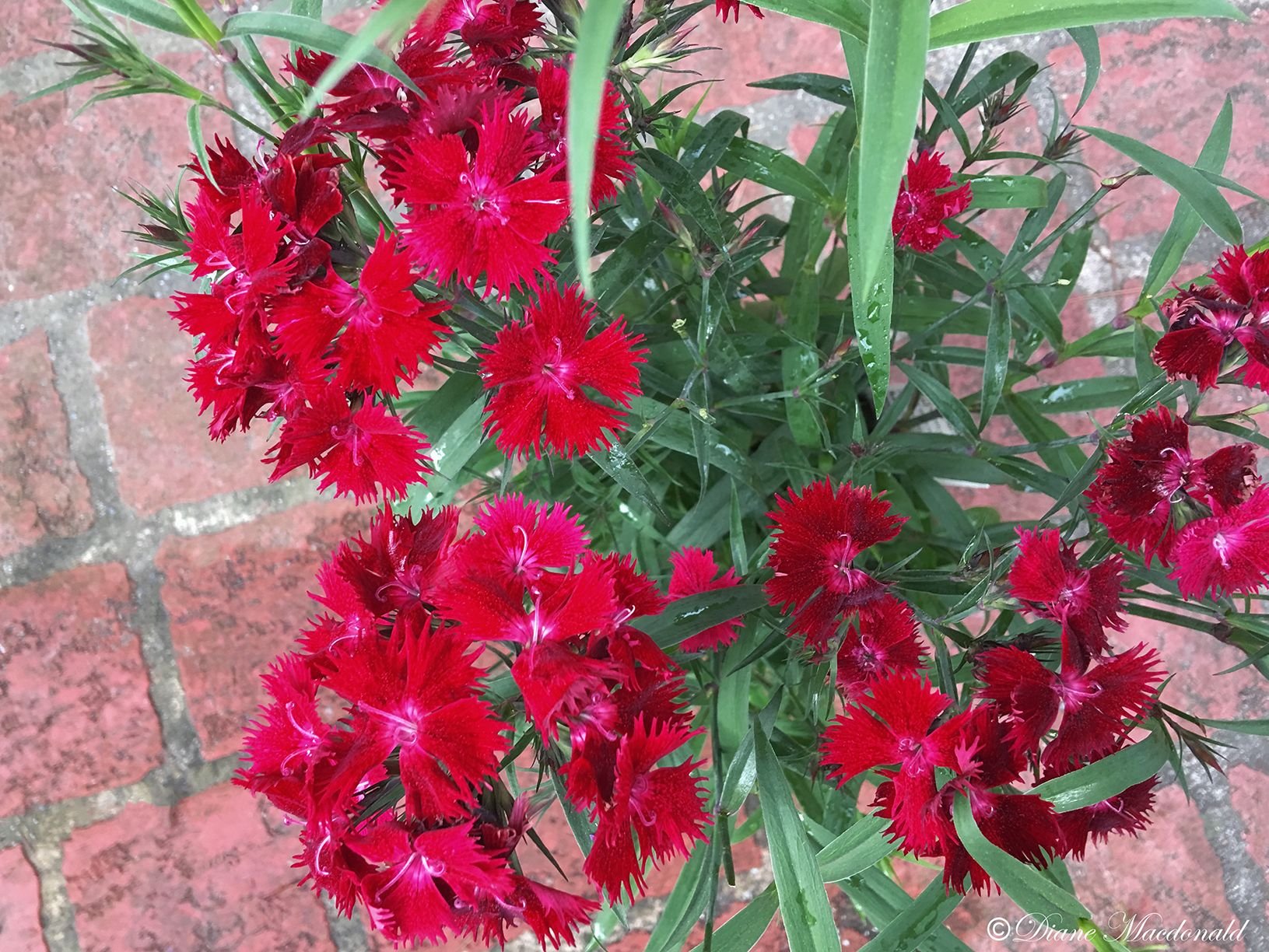 dianthus.jpg