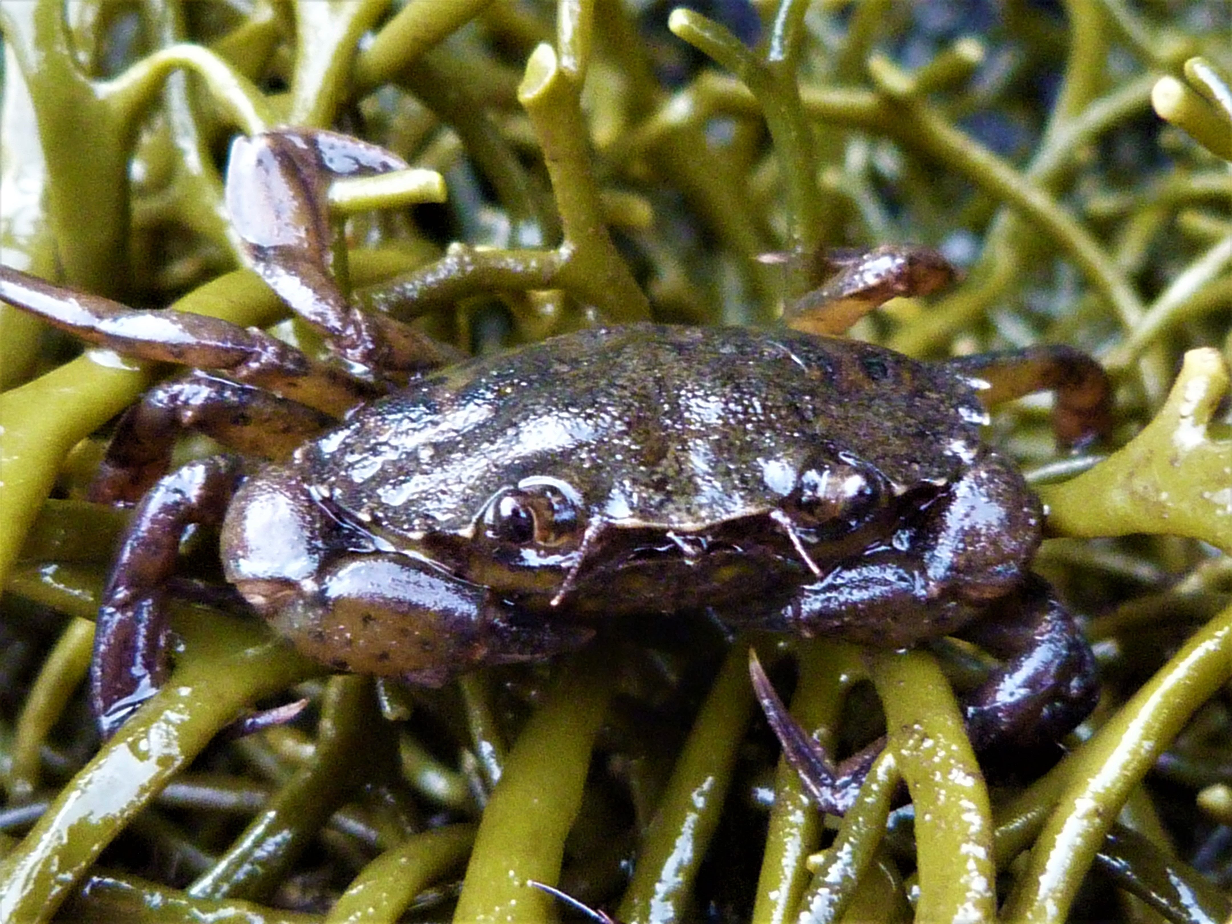 crab2.jpg
