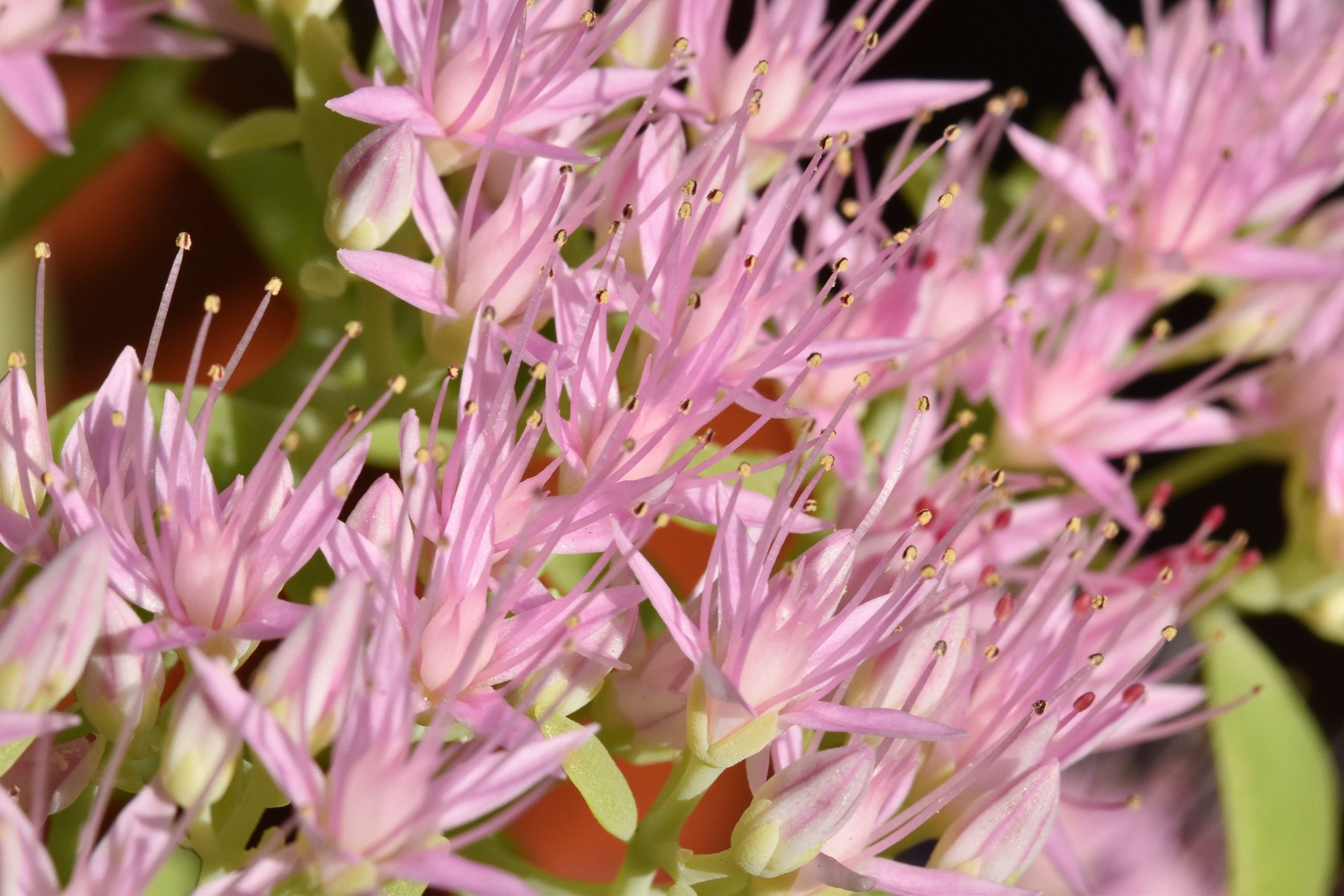 sedum spectabile crystal pink 5.jpg