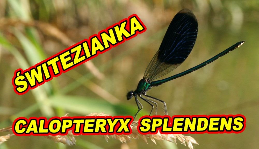 SWITEZIANKA-WAZKA.jpg