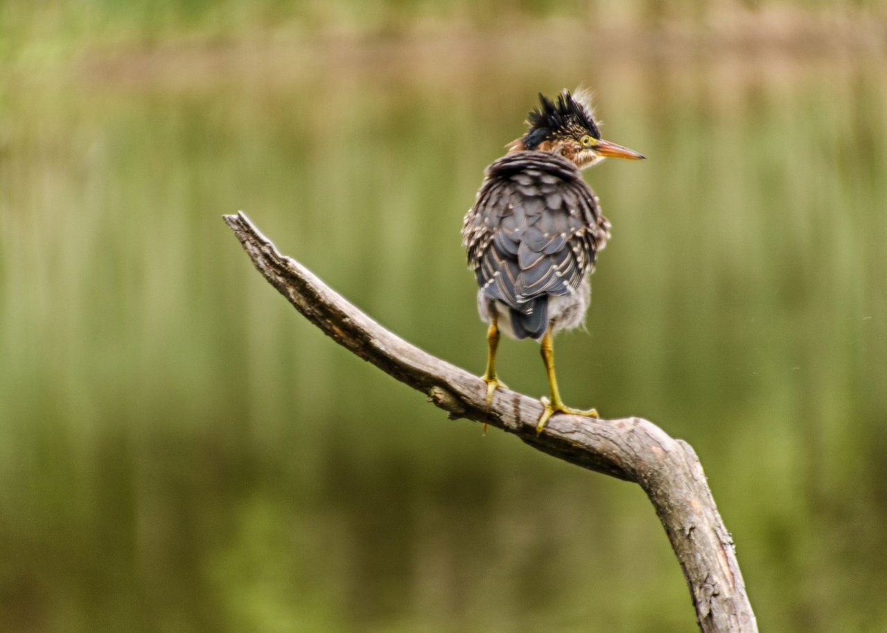 3 Green Heron Ruffled.jpg