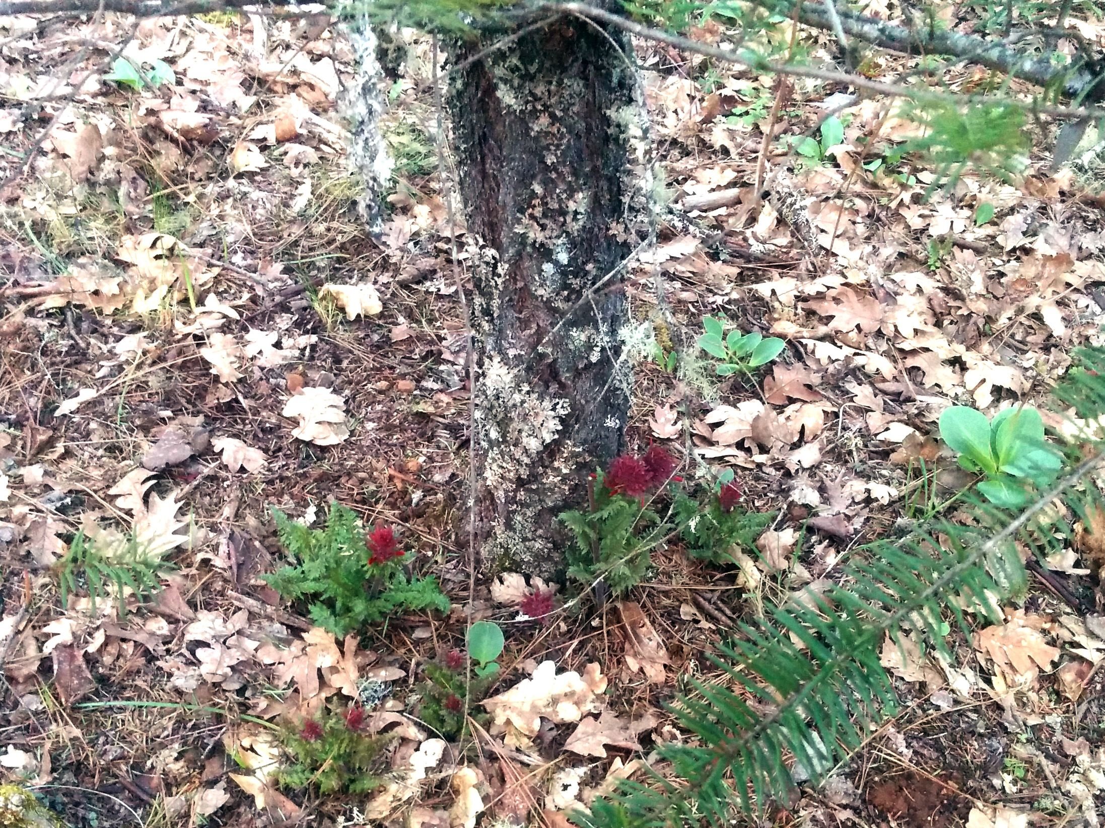 pedicularis2.jpg