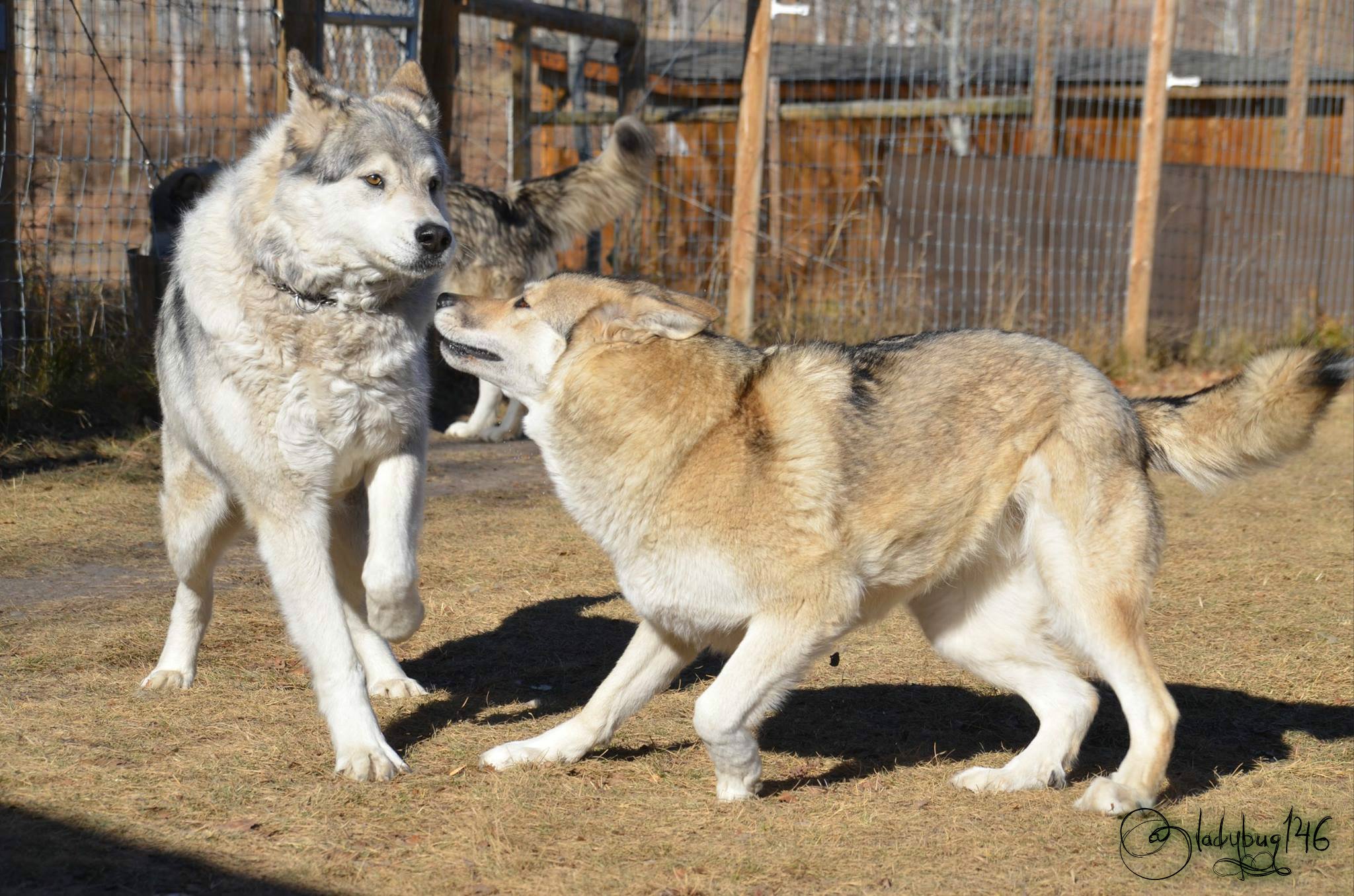 wolf dogs.jpg