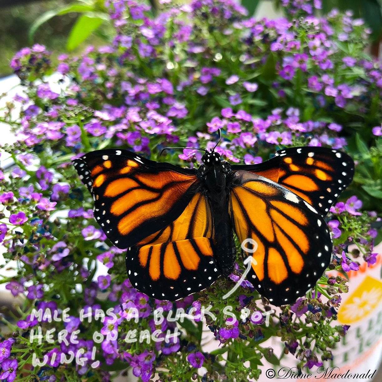 monarch drying wings.jpg