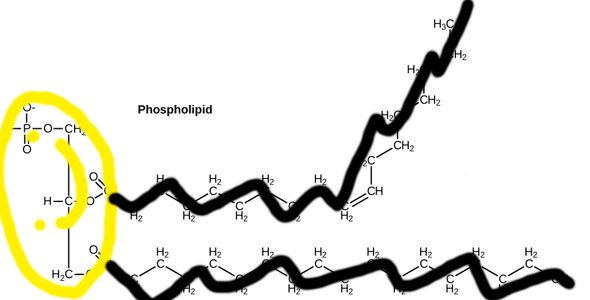 Figure_02_03_06-2.jpg