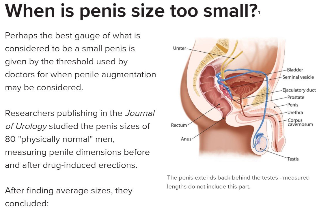 Normal Size Erect Penis 101