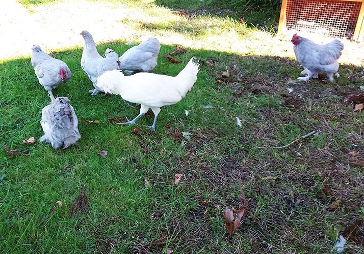 oct23chickens1.jpg