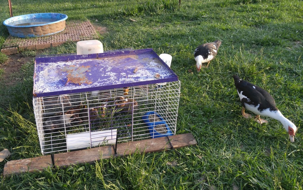 20170510_183552 - Guinea pigs in duck enclosure.jpg