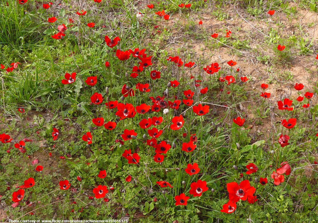 RedAnemones-032217.jpg