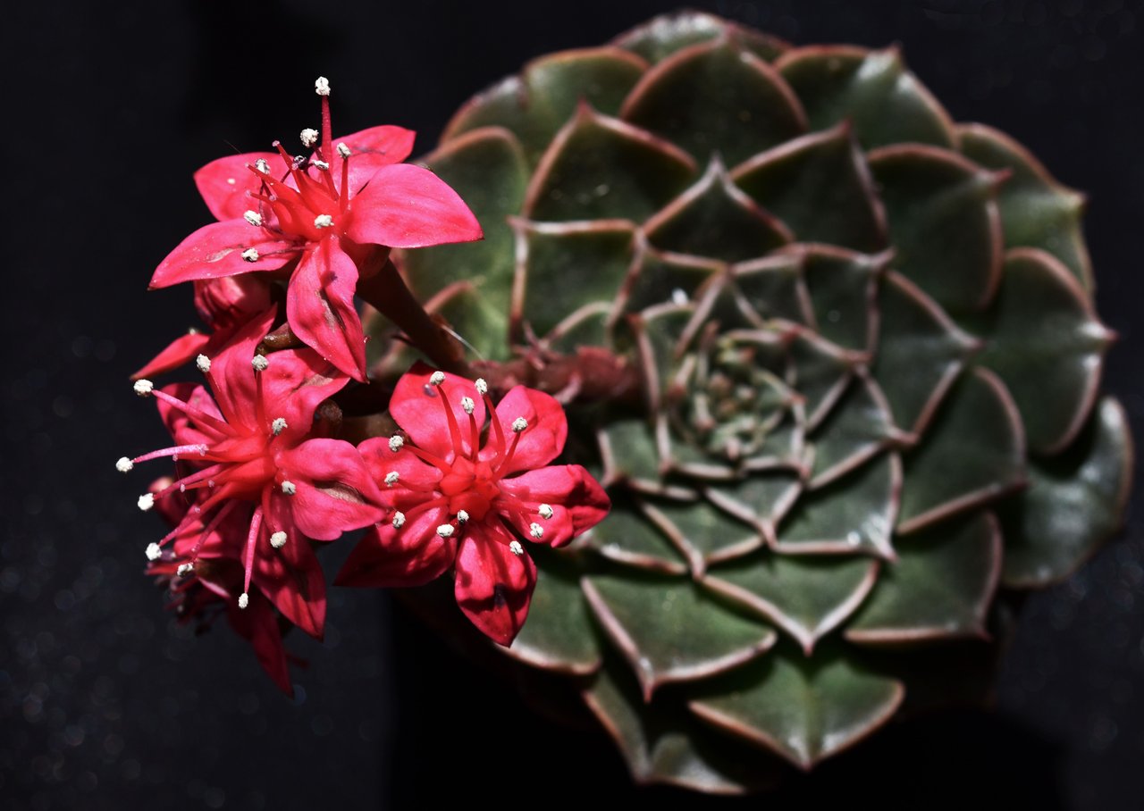 Graptopetalum Belum flower 7.jpg