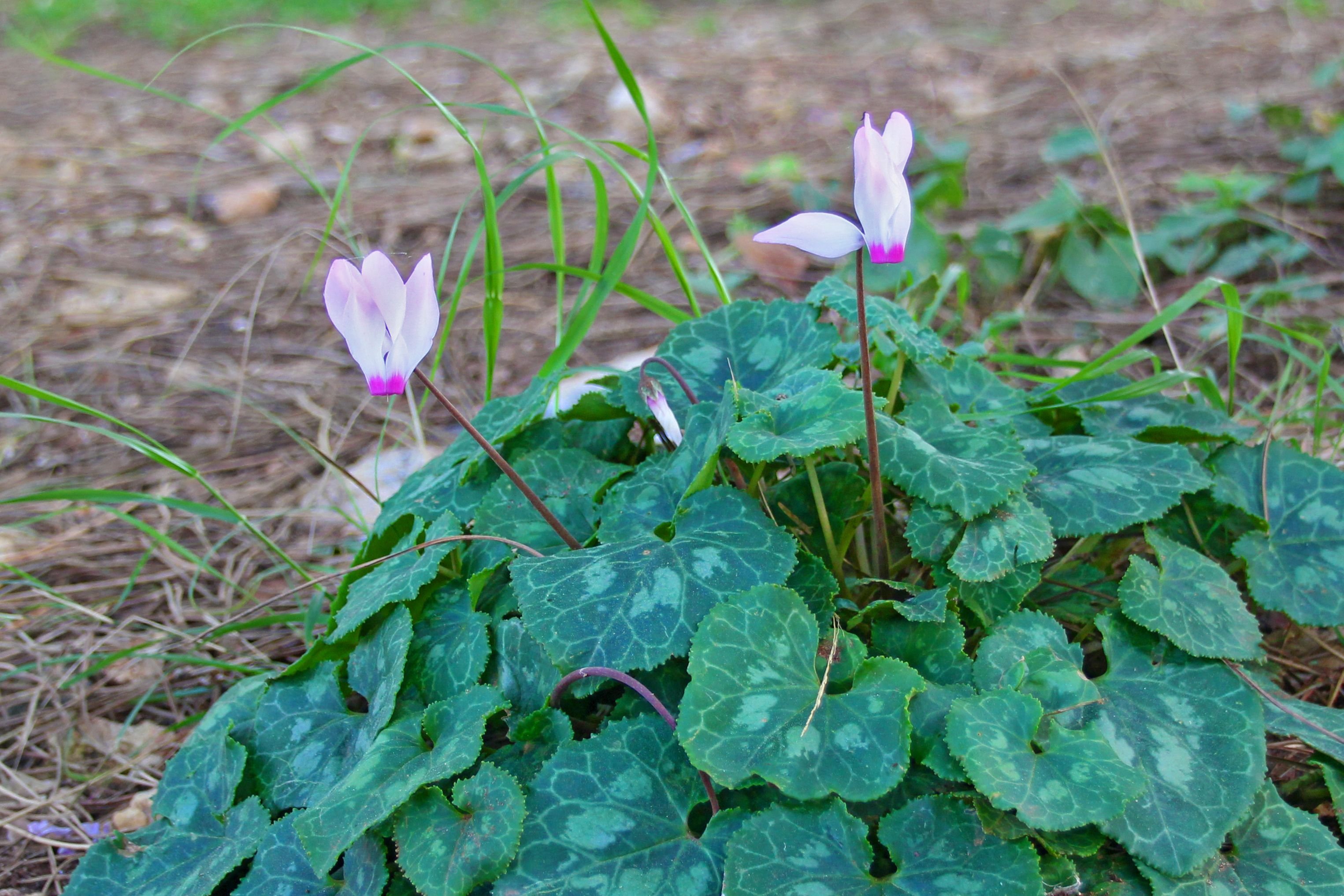 Cyclamen