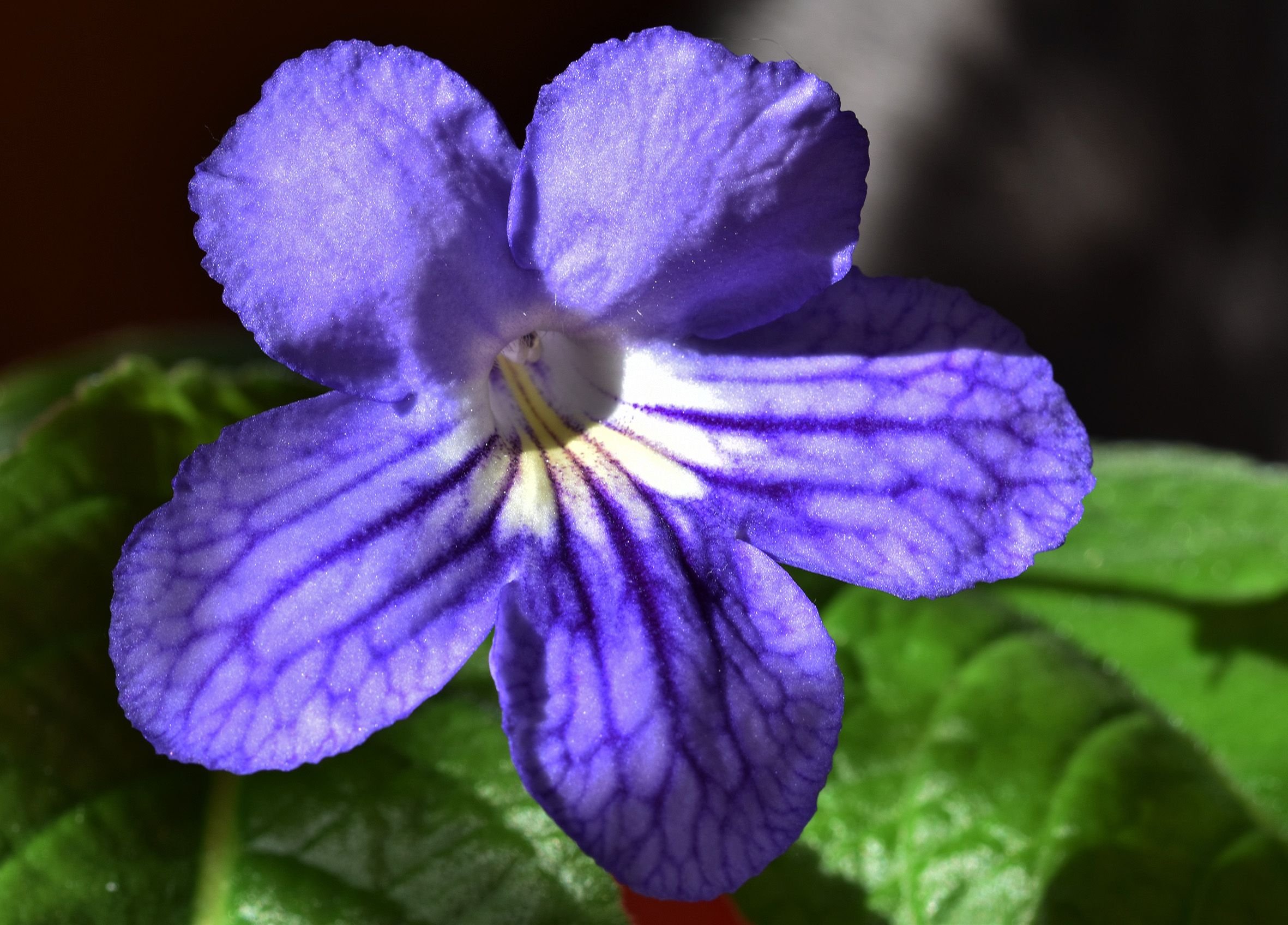 Streptocarpus blue with yellow  2.jpg