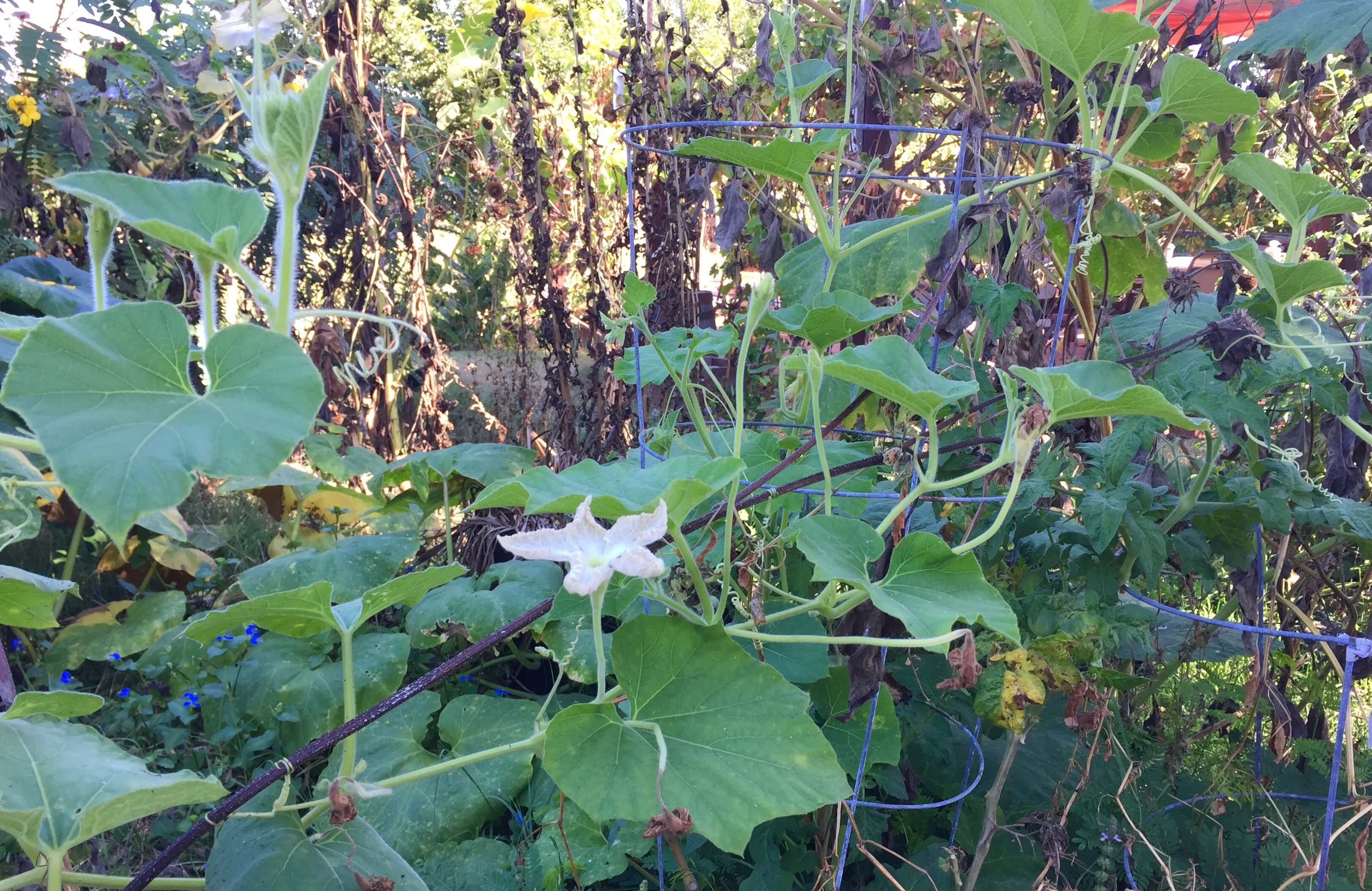 squash vine.jpg