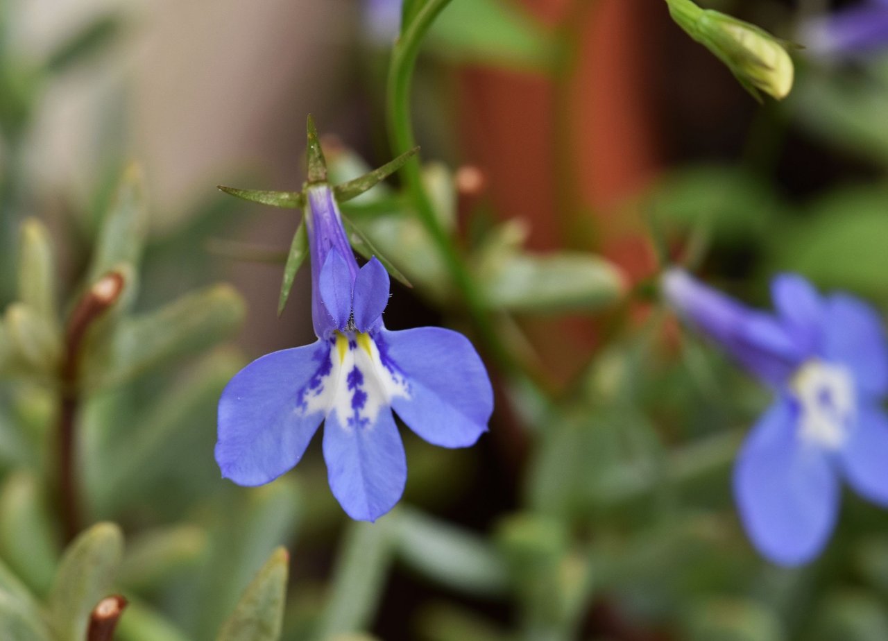 Lobelia blue 4.jpg