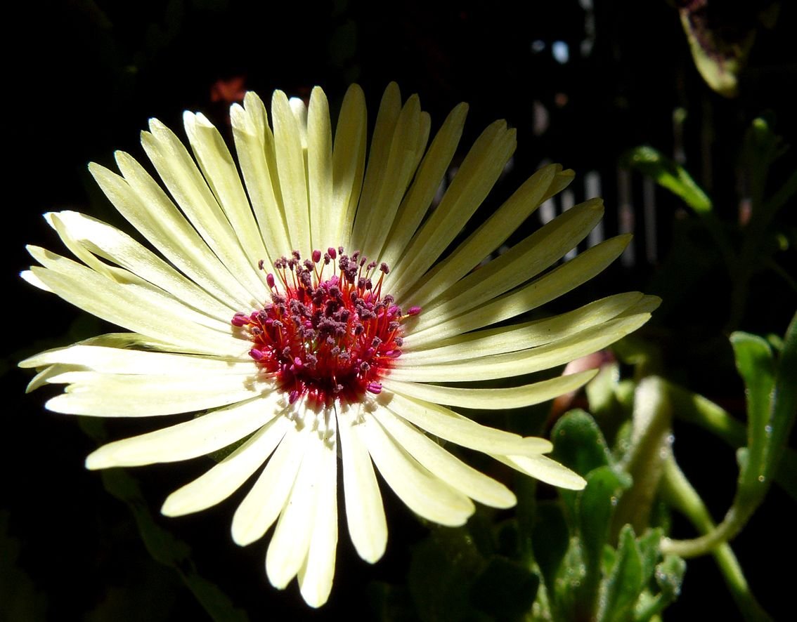 livingstone daisy yellow.jpg