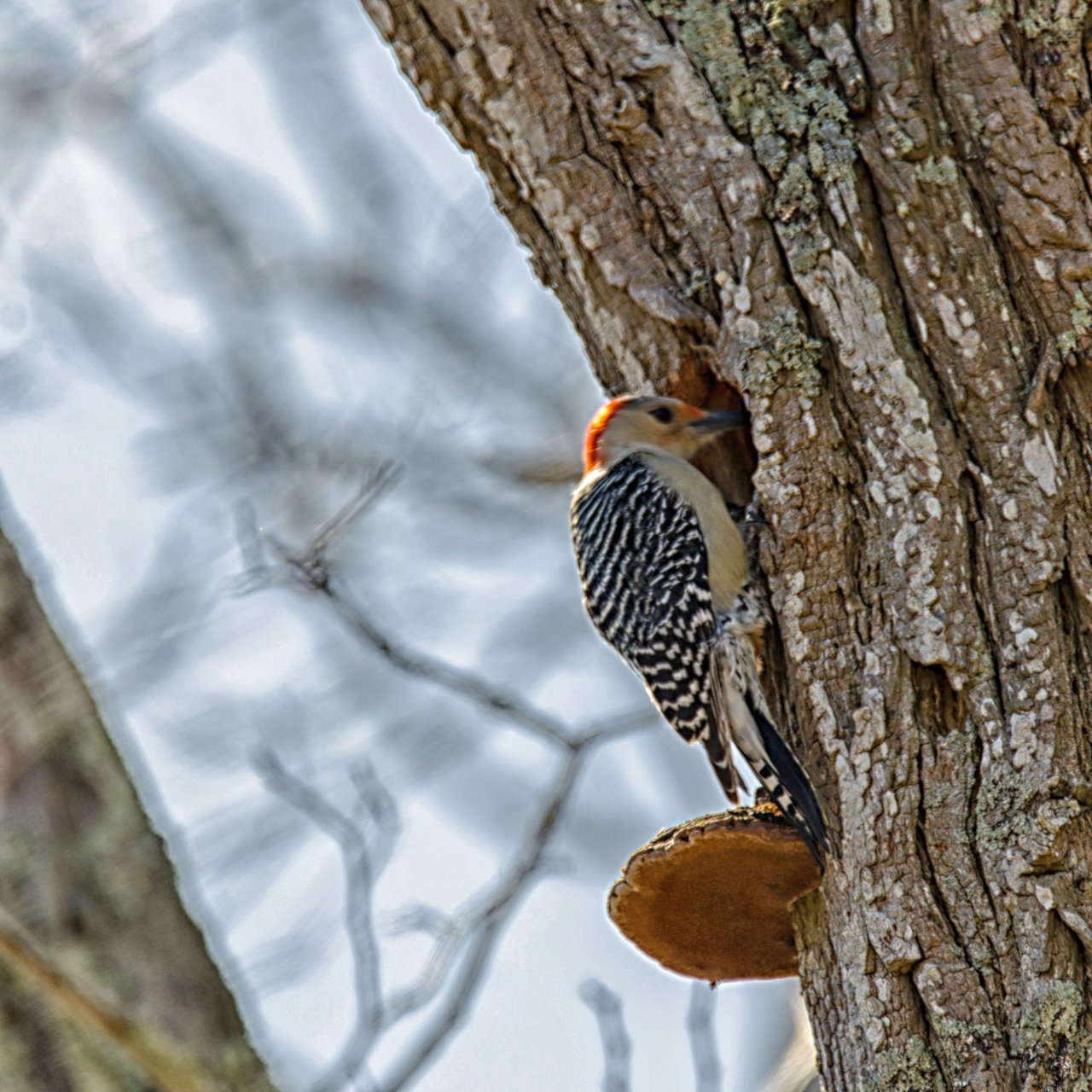 woodpecker3.jpg