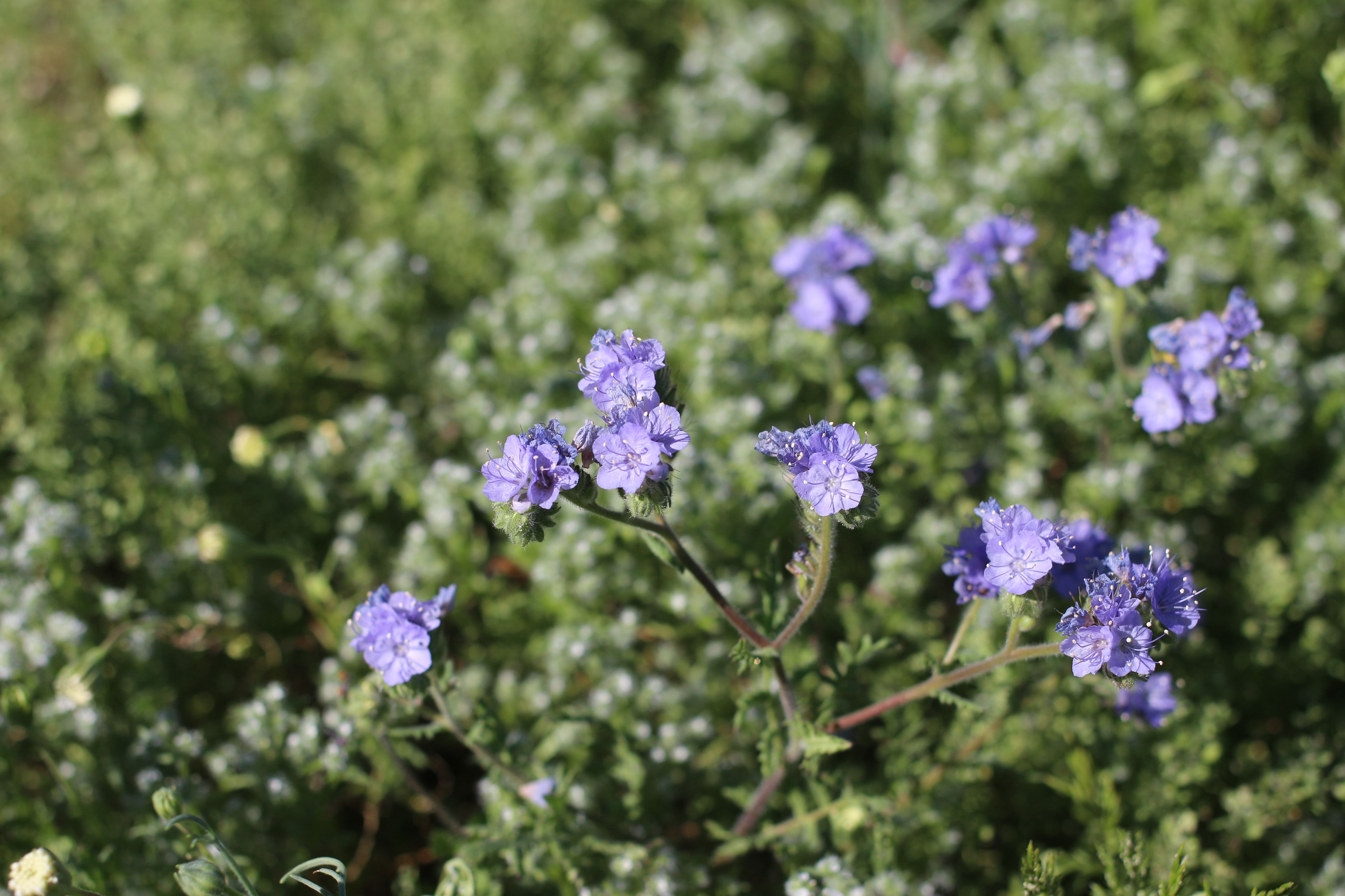 Purple Tansy