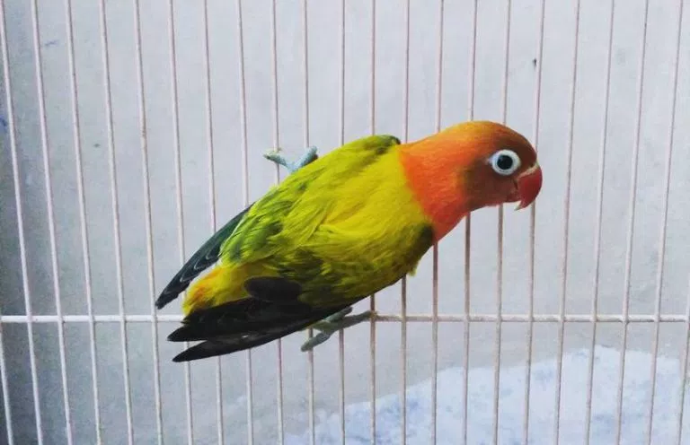 15 Jenis Warna Lovebird Termahal yang Paling Dicari Orang