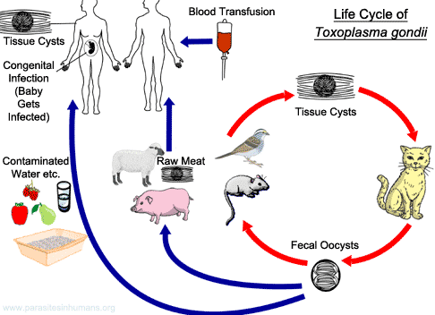 toxoplasma-gondii-life-cycle.gif
