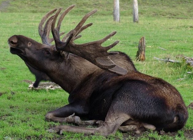 shasta2018jan21st47aug21st2006bullmoosemonday1io.jpg