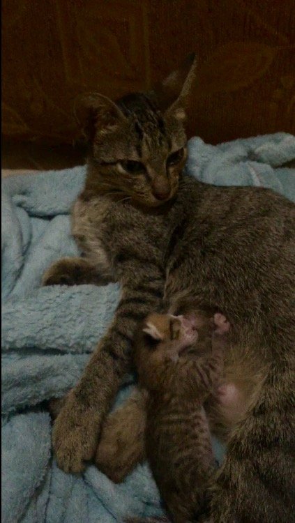 My Christmas Miracle Lost Kitten Back Together With Its Mother