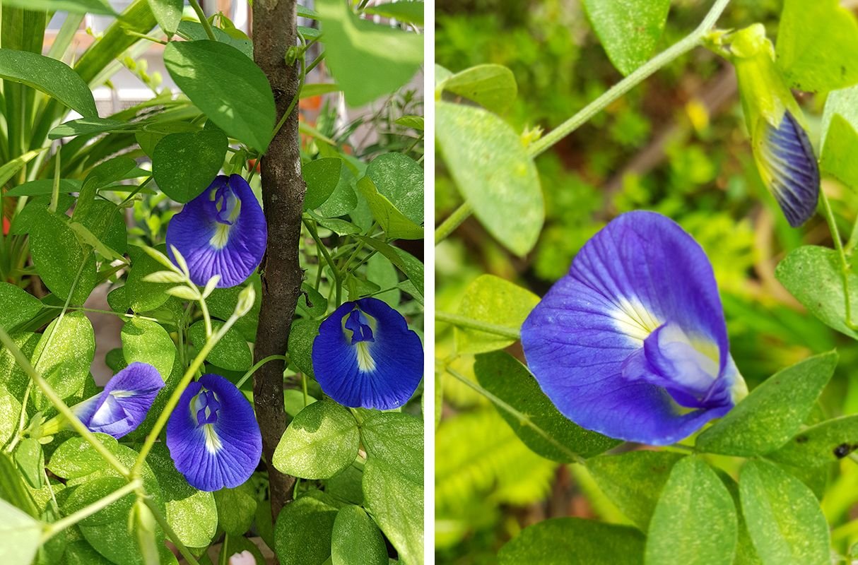 Butterfly Pea Vertical.jpg