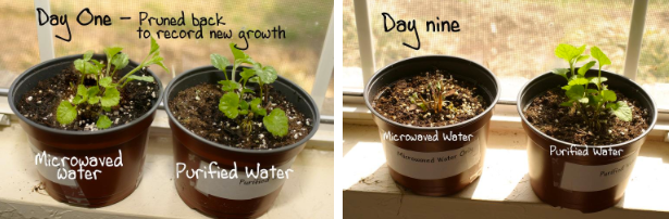 microwaveplant.png