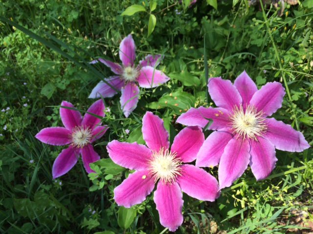 pink-flowers.jpg