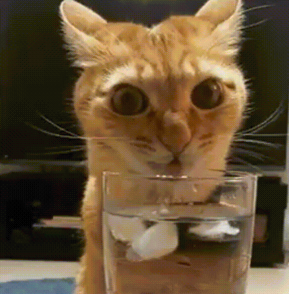 DQmcTT1VDMCm4pmc6o7WpmC9gFFhmZAySBH4TLyTXckjJsm.gif
