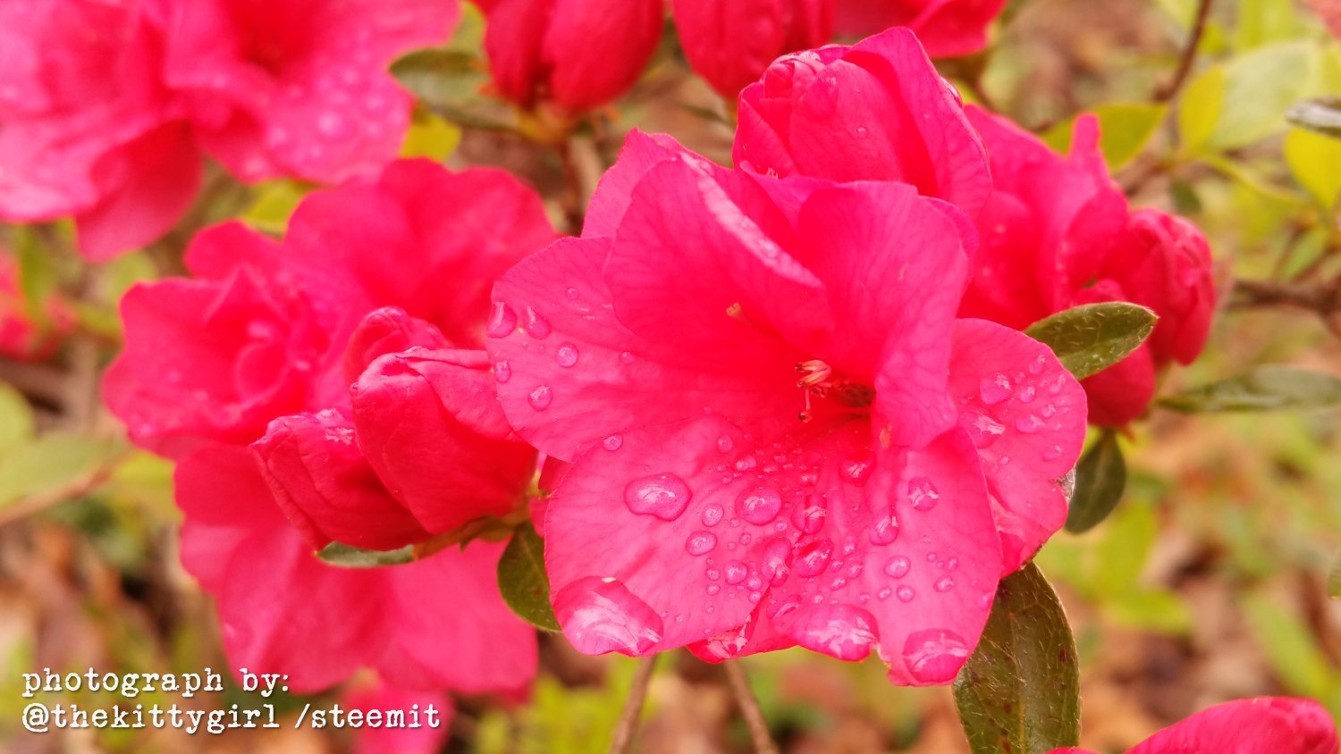 Azaleas-04.jpg