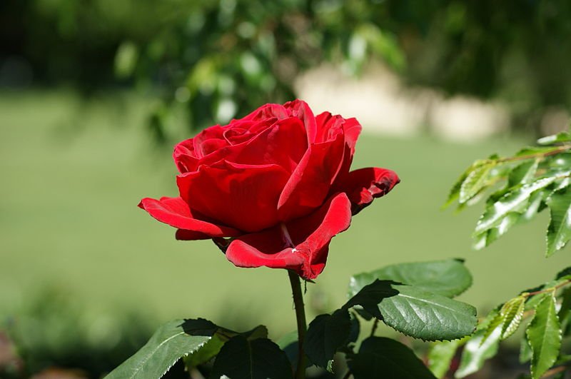 800px-Beautiful_Red_Rose.jpg