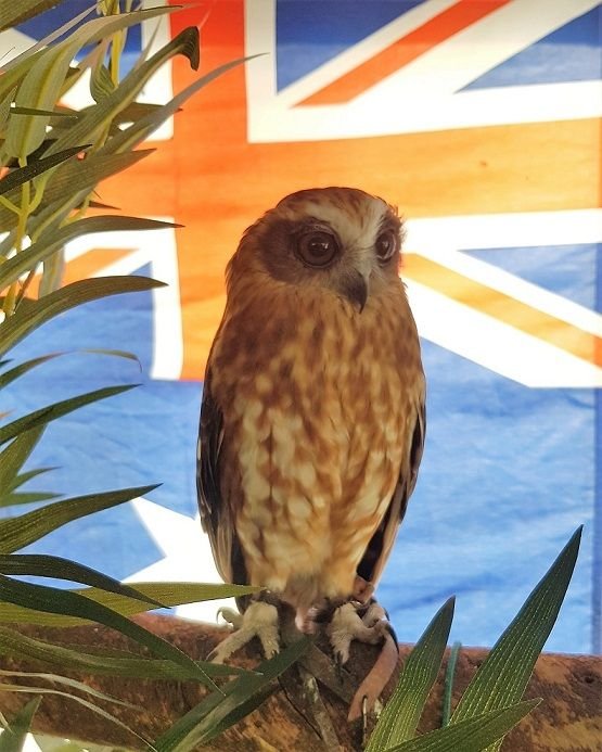 Barking owl mini.jpg