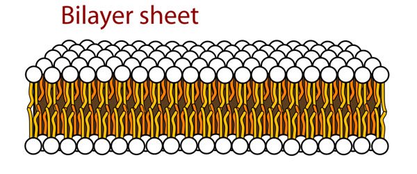 bilayer-sheet.jpg