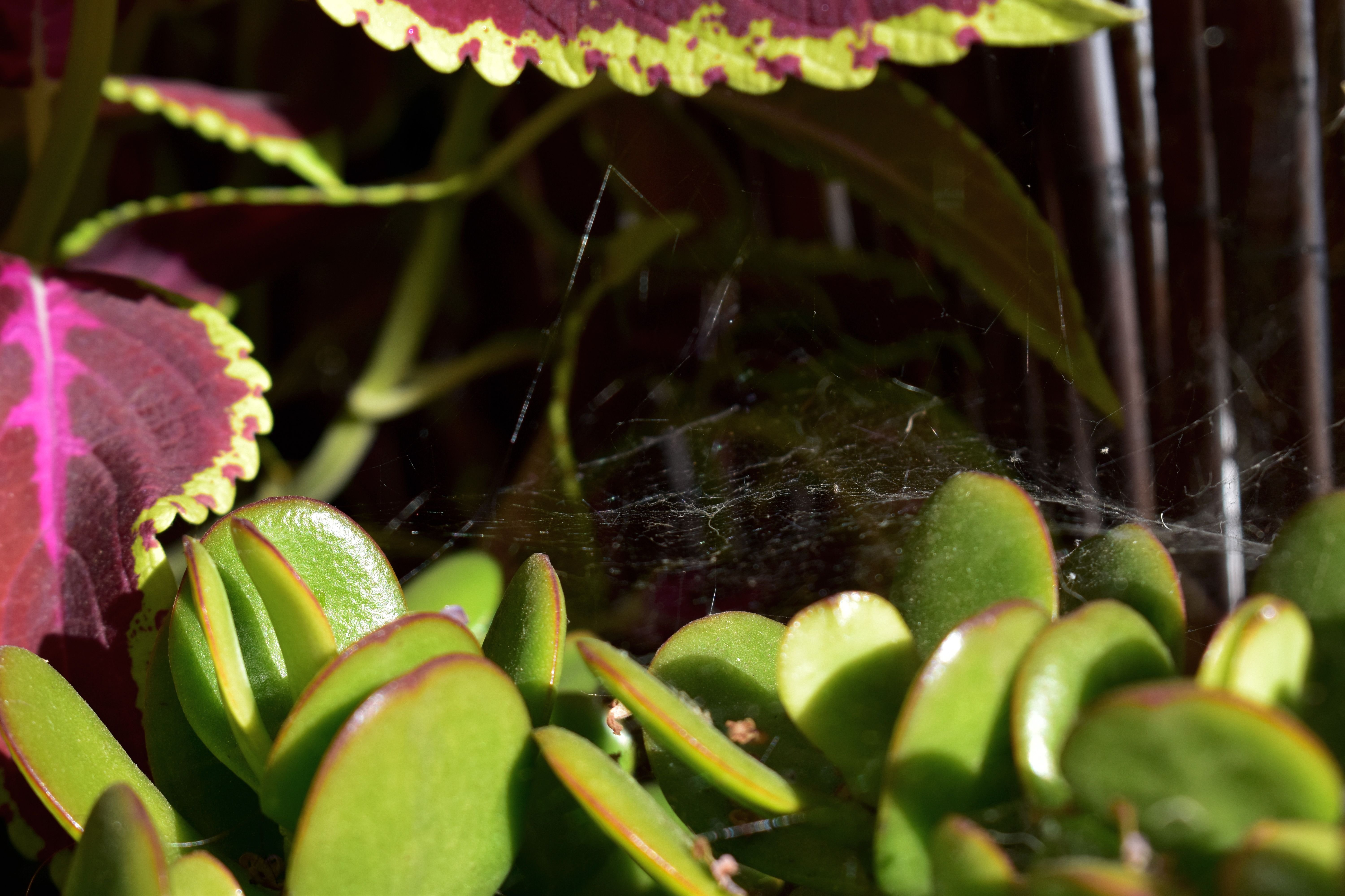 spiderwebs balcony.jpg