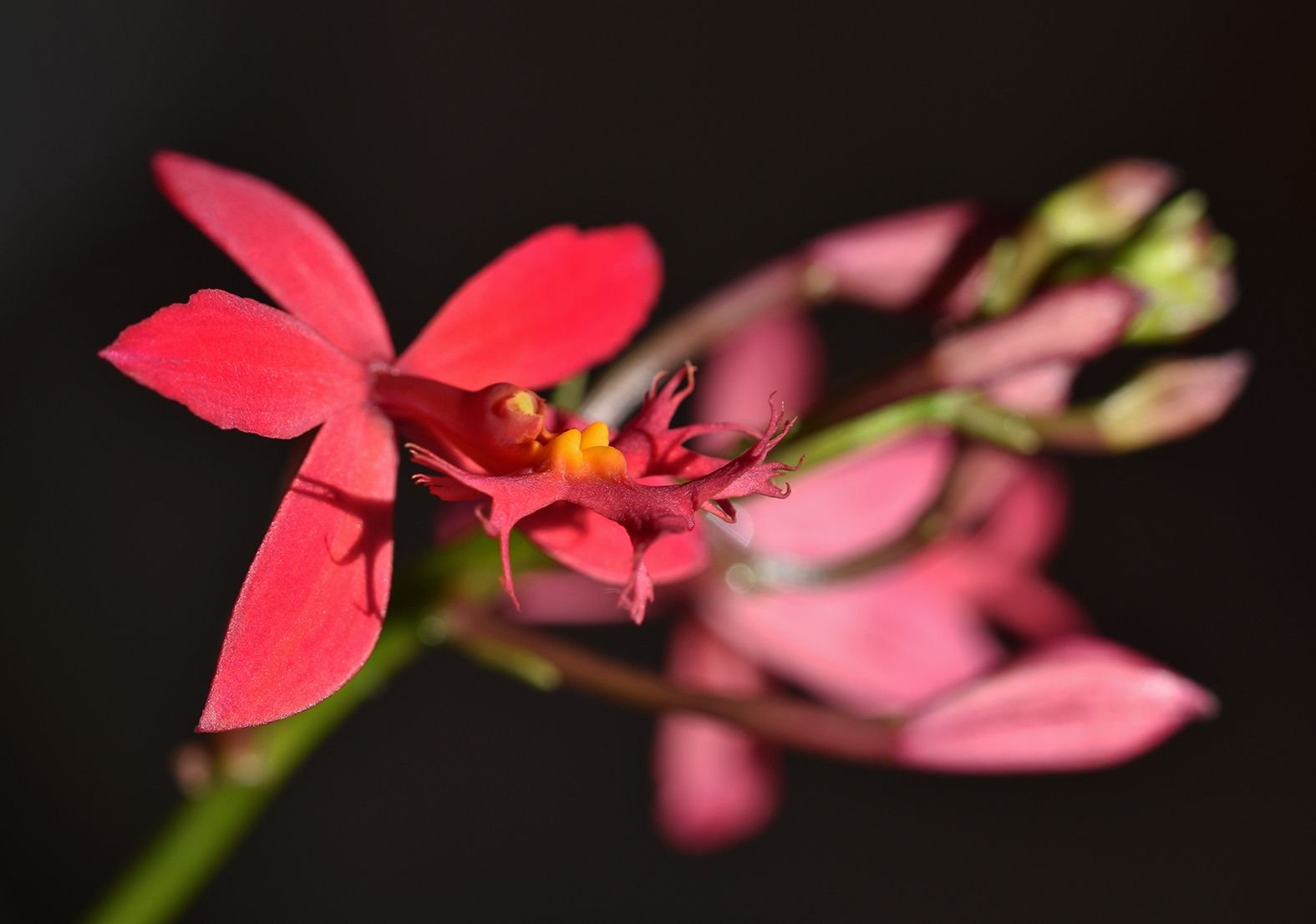 Epidendrum ibaguense.jpg