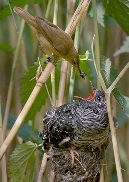 426px-Reed_warbler_cuckoo.jpg