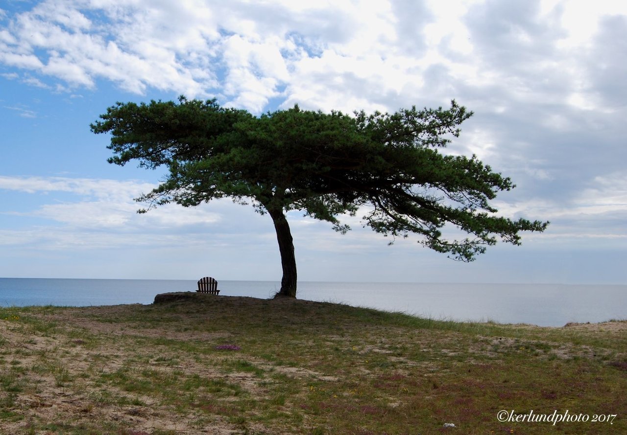 tree chair.jpg