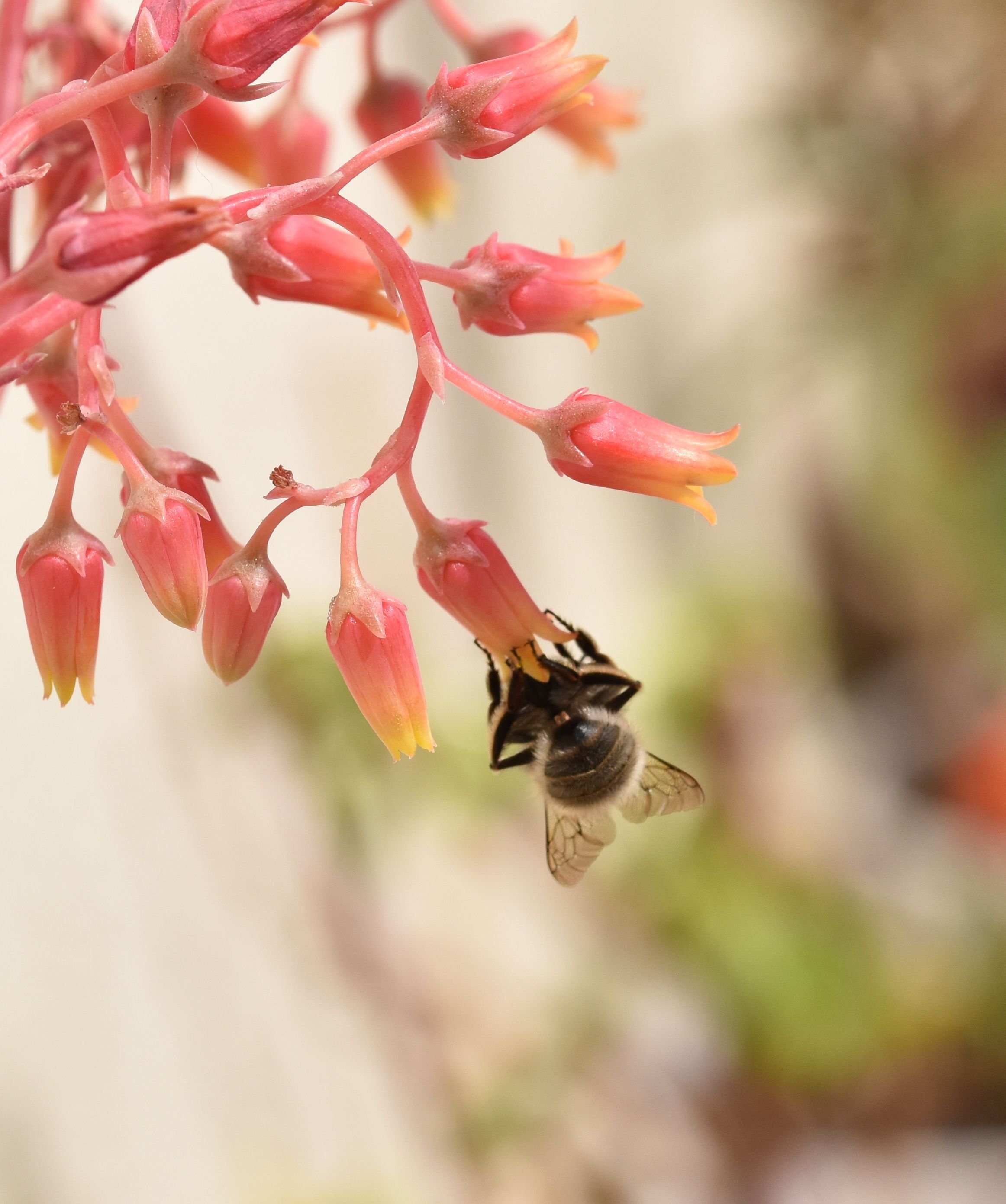 echeveria agavoides bee 2.jpg