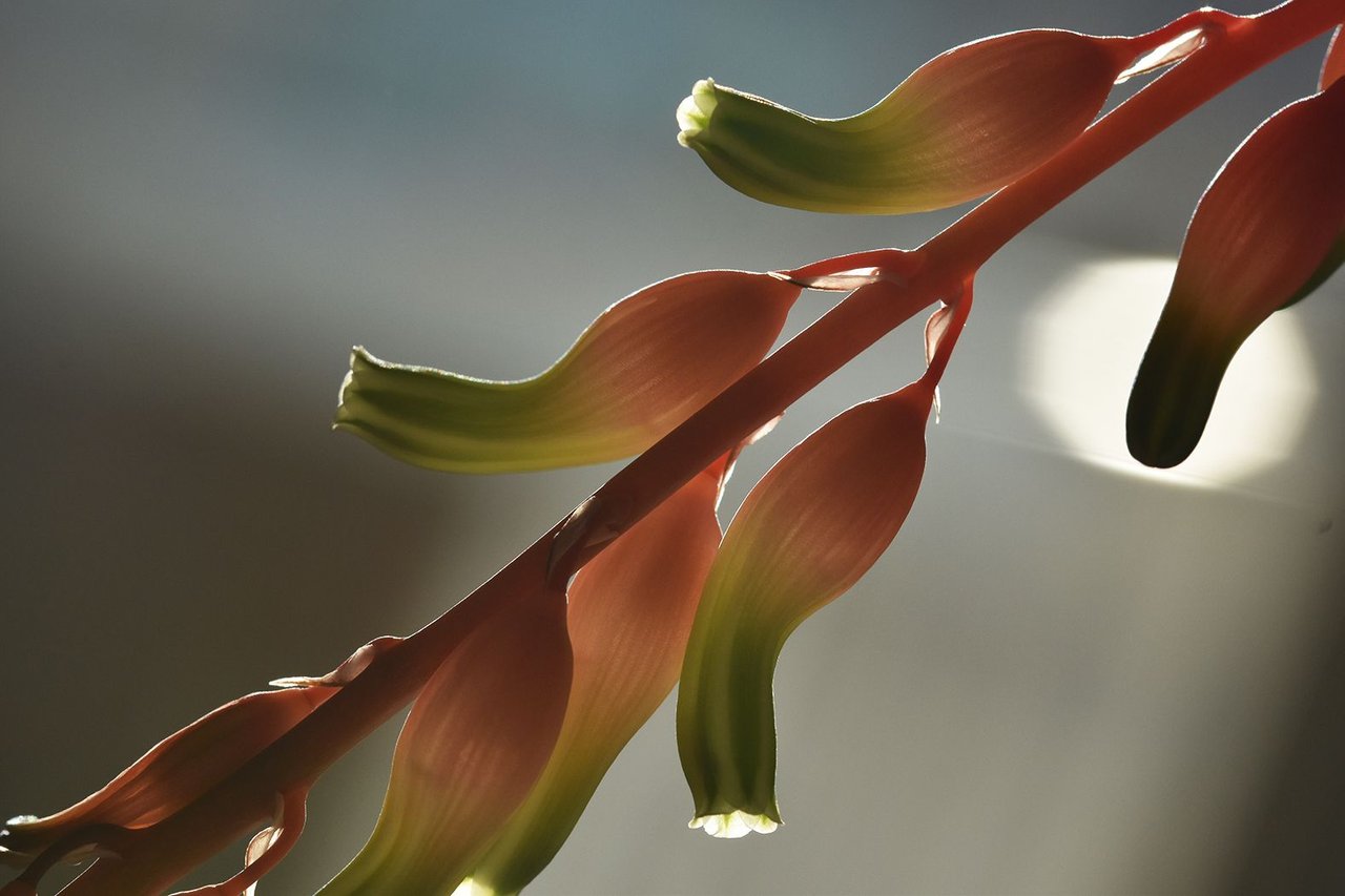 Gasteria flower light.jpg