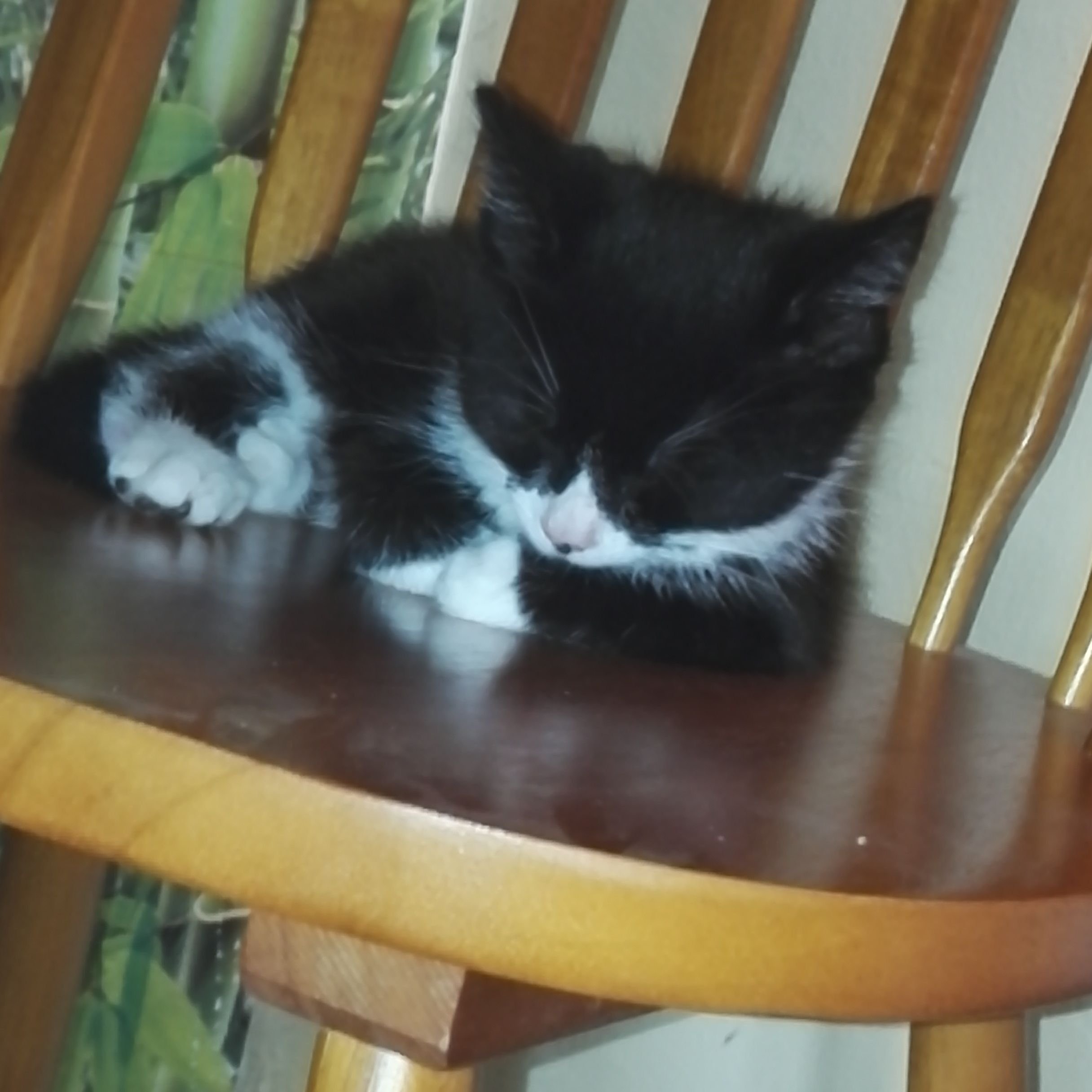 Cats Sleep Anywhere They Actually Do Sleep ANYWHERE Meet our New