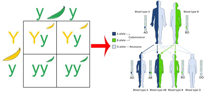 ABO_system_codominance-.jpg