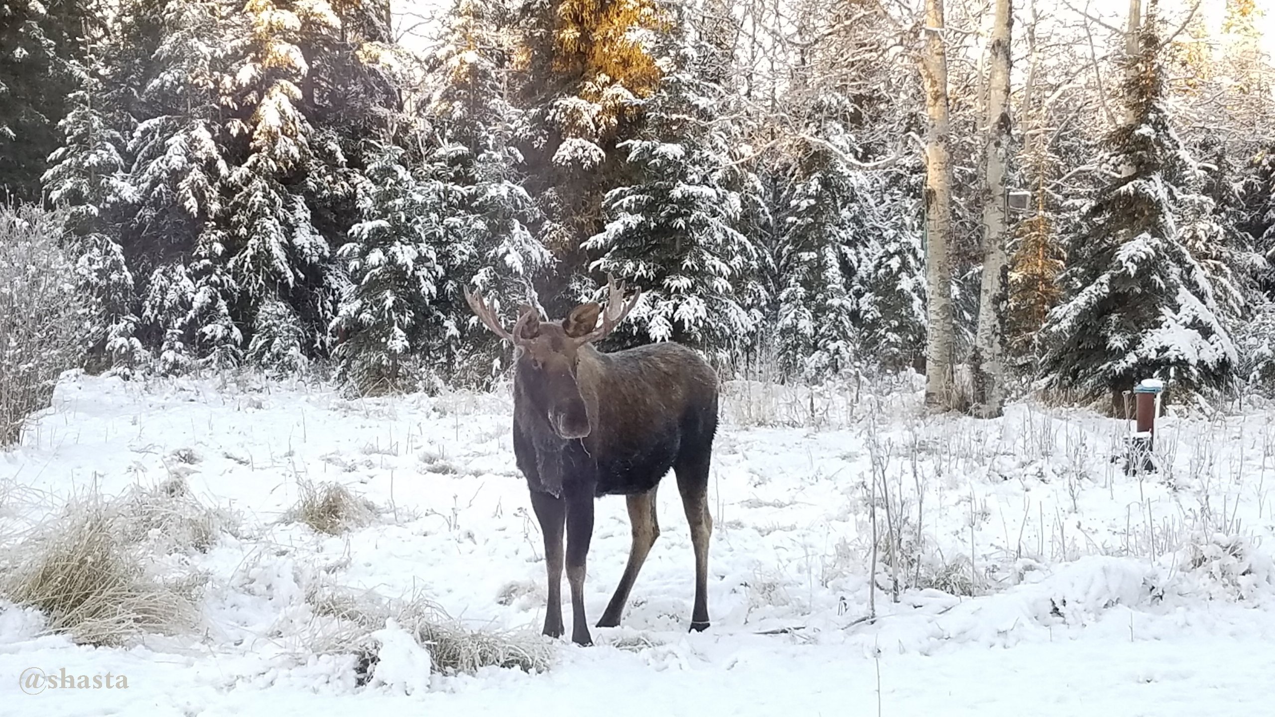 shasta2017nov20th47nov7th1moose2io.jpg