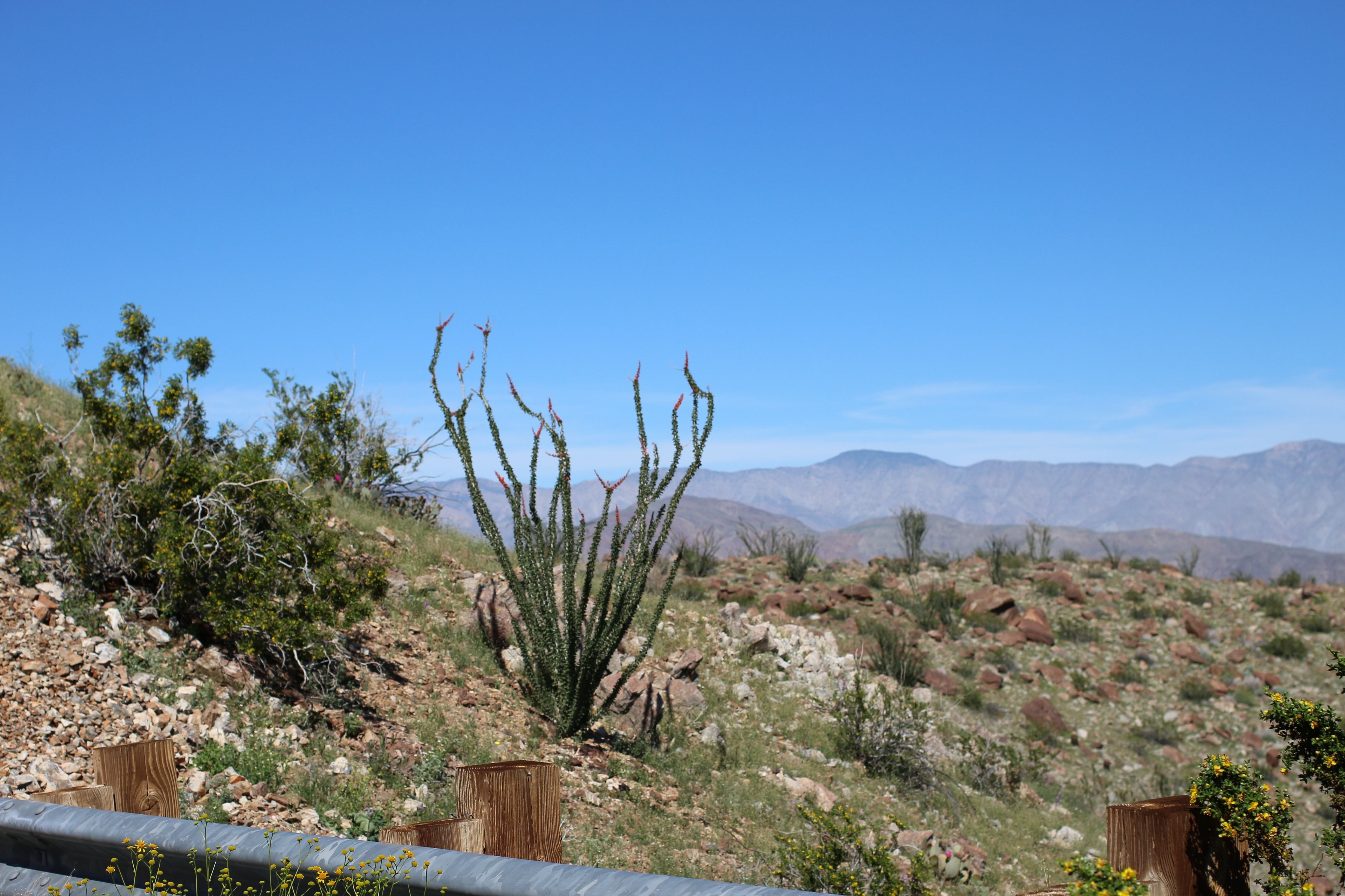 Ocotillo